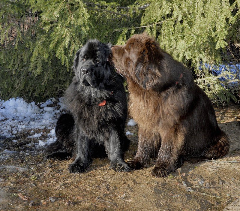 Фото: ньюфаундленд Aquatoriya Kelvin Kadril (Акватория Келвин Кадриль), ньюфаундленд I Follow The Sun de L'Etoile de Cyrice
