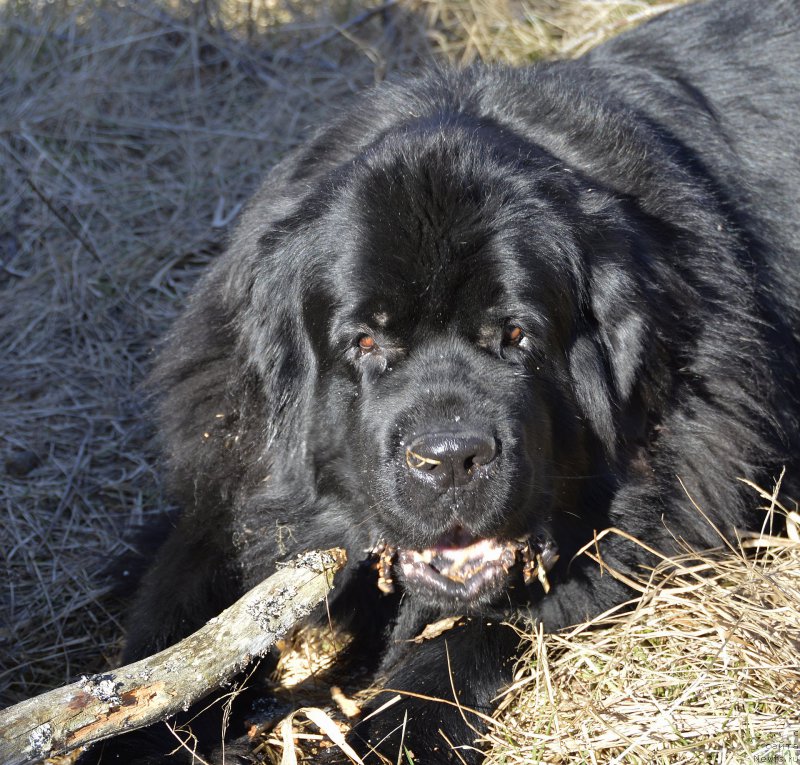 Фото: ньюфаундленд Aquatoriya Kelvin Kadril (Акватория Келвин Кадриль)