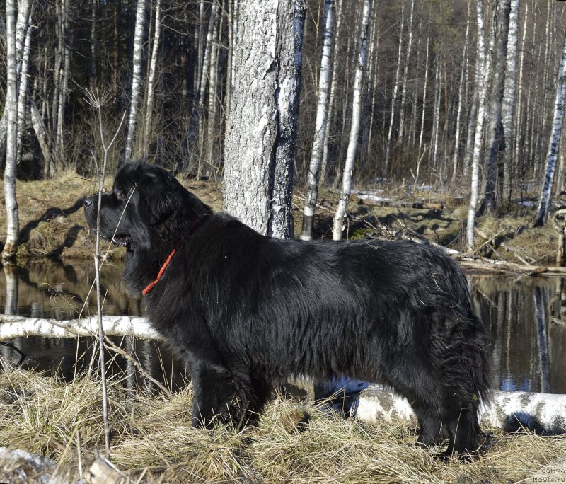Фото: ньюфаундленд Aquatoriya Kelvin Kadril (Акватория Келвин Кадриль)