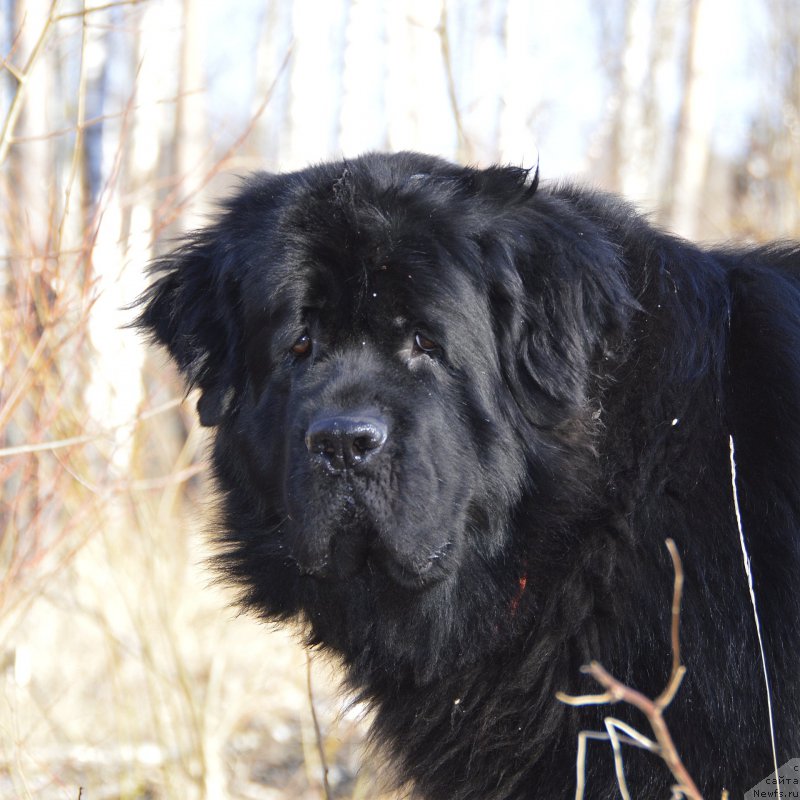 Фото: ньюфаундленд Aquatoriya Kelvin Kadril (Акватория Келвин Кадриль)