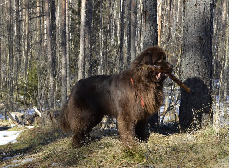 Фото: ньюфаундленд I Follow The Sun de L'Etoile de Cyrice