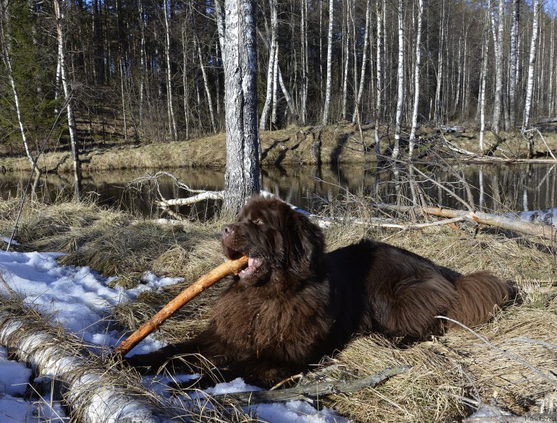 Фото: ньюфаундленд I Follow The Sun de L'Etoile de Cyrice