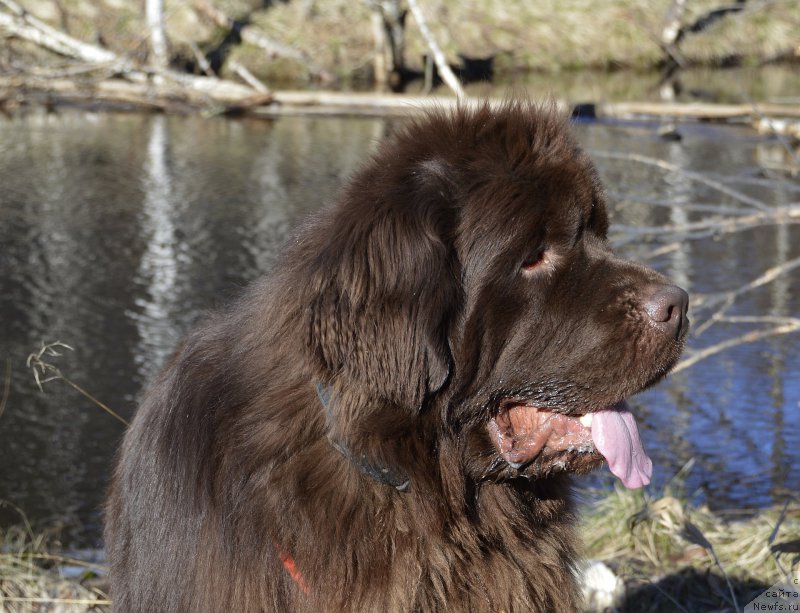 Фото: ньюфаундленд I Follow The Sun de L'Etoile de Cyrice