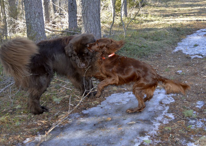 Фото: ньюфаундленд I Follow The Sun de L'Etoile de Cyrice