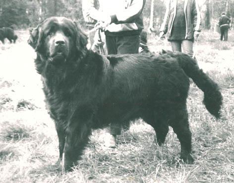 Фото: ньюфаундленд Kristi Kliya (Кристи Клия)