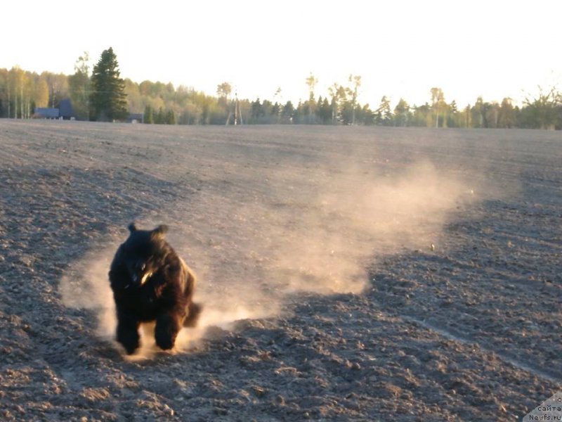 Фото: ньюфаундленд Begushaya Po Volnam Zoom Zoom (Бегущая по Волнам Зум Зум)