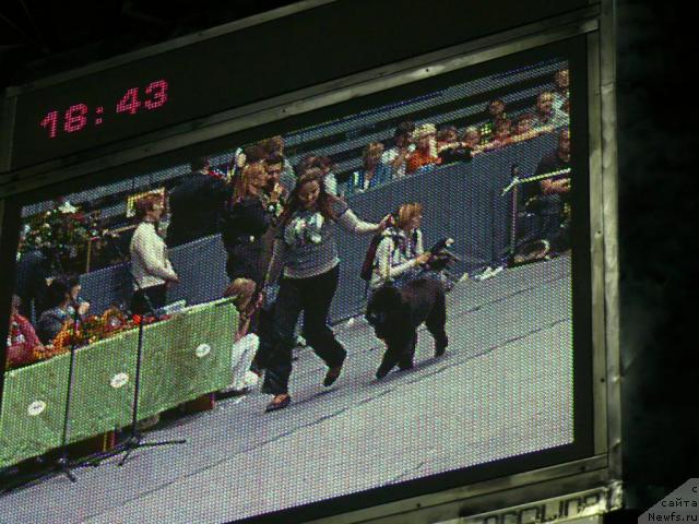 Фото: ньюфаундленд Skippers Secret Agent For Donat's Pride