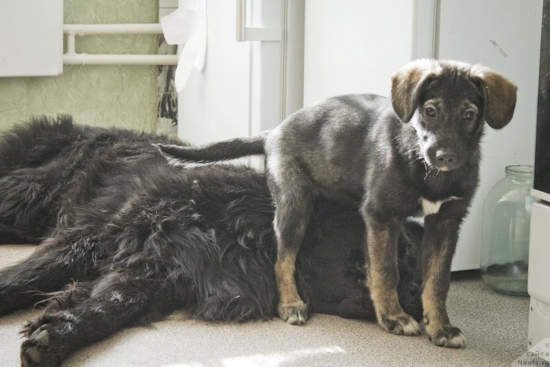 Фотография № 177422