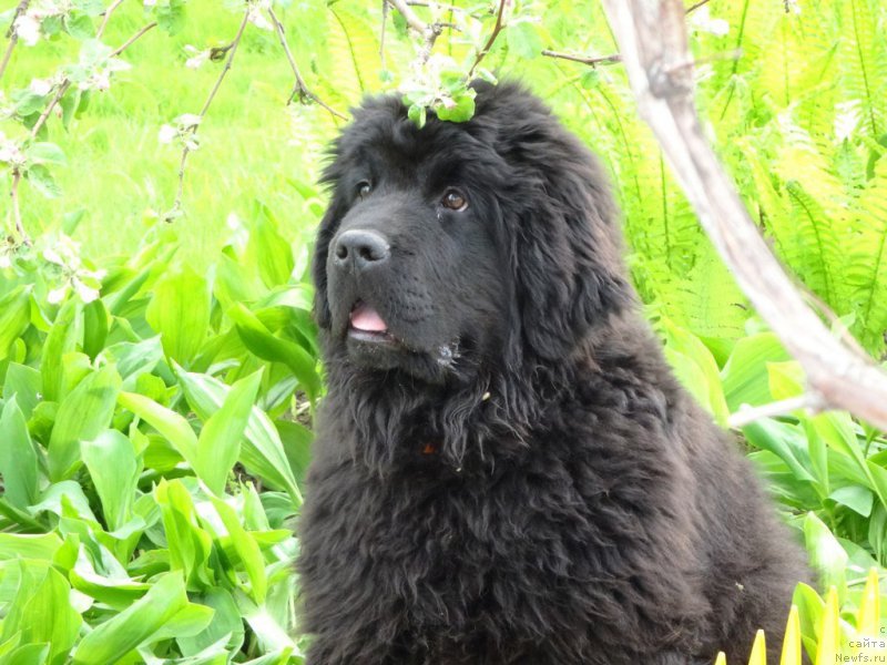 Фото: ньюфаундленд Aktiv Blyeyz of Glori (Актив Блэйз оф Глори)