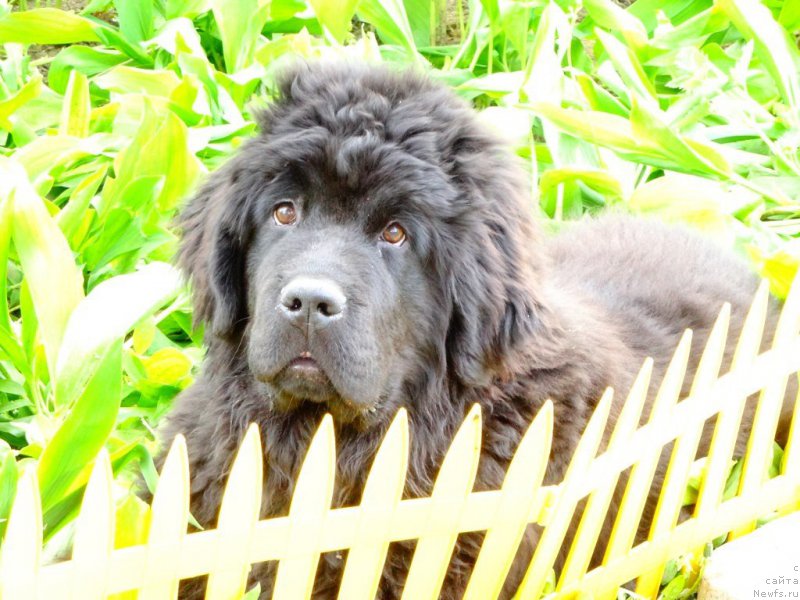 Фото: ньюфаундленд Aktiv Blyeyz of Glori (Актив Блэйз оф Глори)