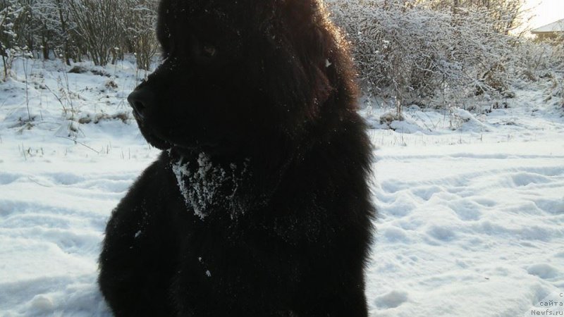 Фото: ньюфаундленд Amaretto Della Kasa Del Orso (Амаретто Делла Каса Дел Орсо)