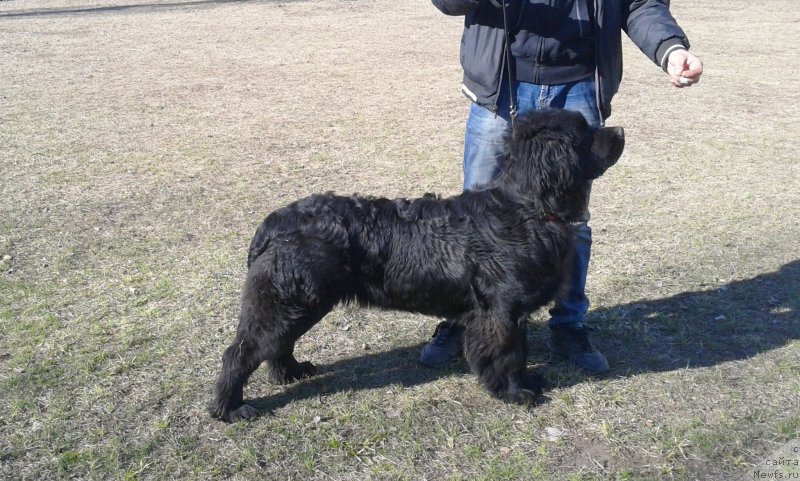Фото: Anton Abdrashitov (Антон Абдрашитов), ньюфаундленд Piternyuf Aventure (Питерньюф Авантюра)