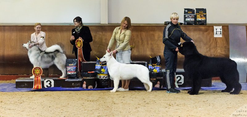 Фото: ньюфаундленд Dark Pride Vintage (Дак Прайд Винтаж)