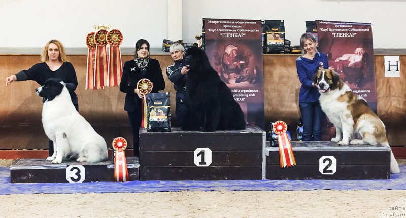 Фото: ньюфаундленд Dark Pride Vintage (Дак Прайд Винтаж)