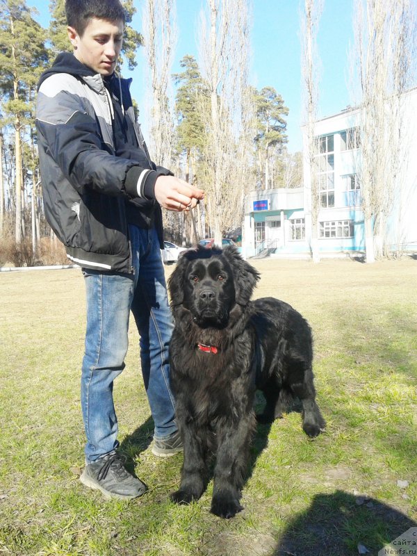 Фото: ньюфаундленд Piternyuf Aventure (Питерньюф Авантюра), Anton Abdrashitov (Антон Абдрашитов)