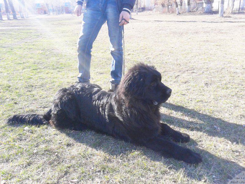 Фото: ньюфаундленд Piternyuf Aventure (Питерньюф Авантюра), Anton Abdrashitov (Антон Абдрашитов)