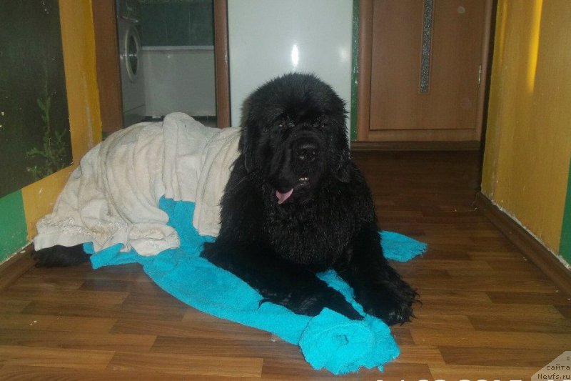 Фотография № 177440