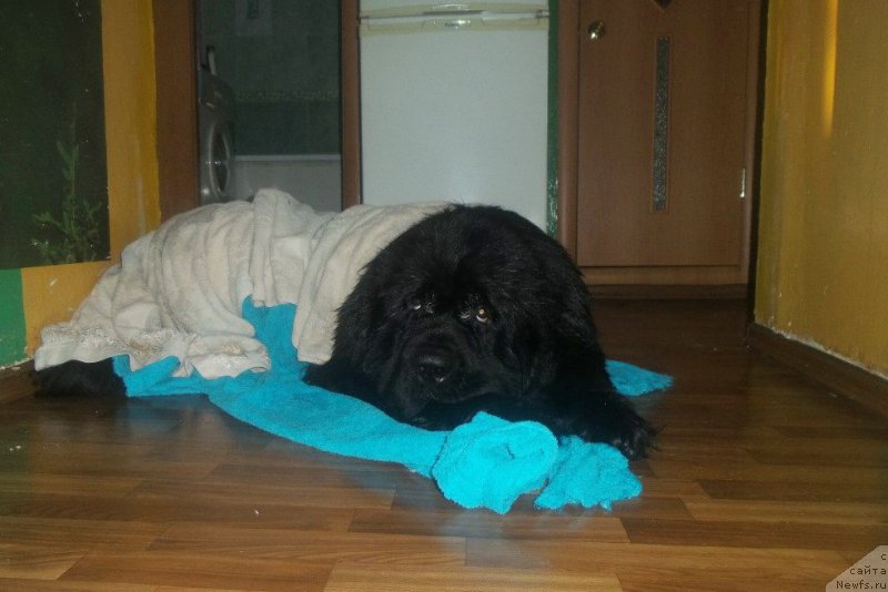 Фотография № 177441