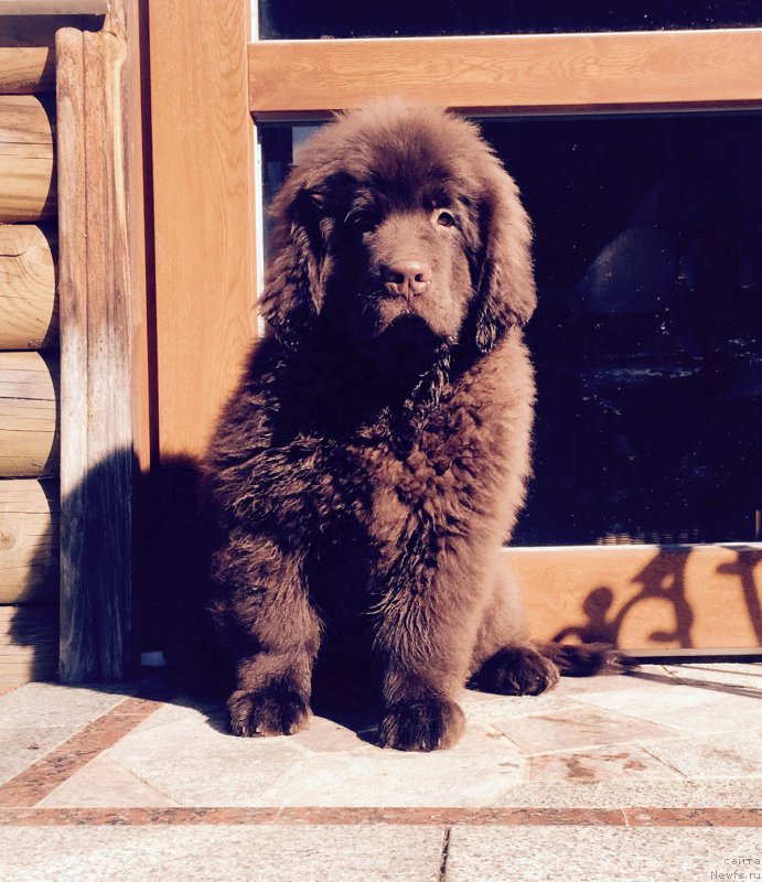 Фото: ньюфаундленд Paris Braun YEleron (Парис Браун Элерон)