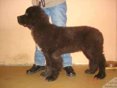 Фото: ньюфаундленд Sent Djons Zanna D'Ark (Сент Джонс Жанна Д'Арк)