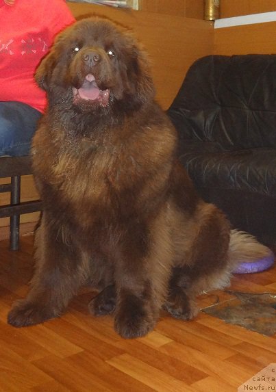 Фото: ньюфаундленд Brownblood MSK Hakim Gold Haydar (Браунблад МСК Хаким Голд Хайдар)