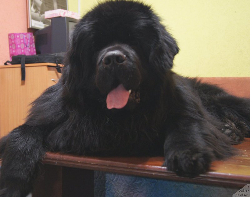 Фото: ньюфаундленд First-Right Champ (Фест-Райт Чемп)