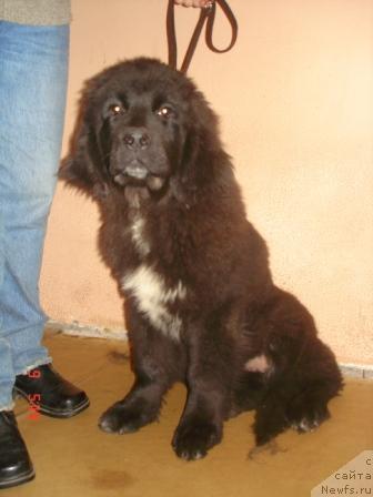 Фото: ньюфаундленд Sent Djons Zanna D'Ark (Сент Джонс Жанна Д'Арк)