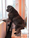 Фото: ньюфаундленд Parfyon (Парфён)