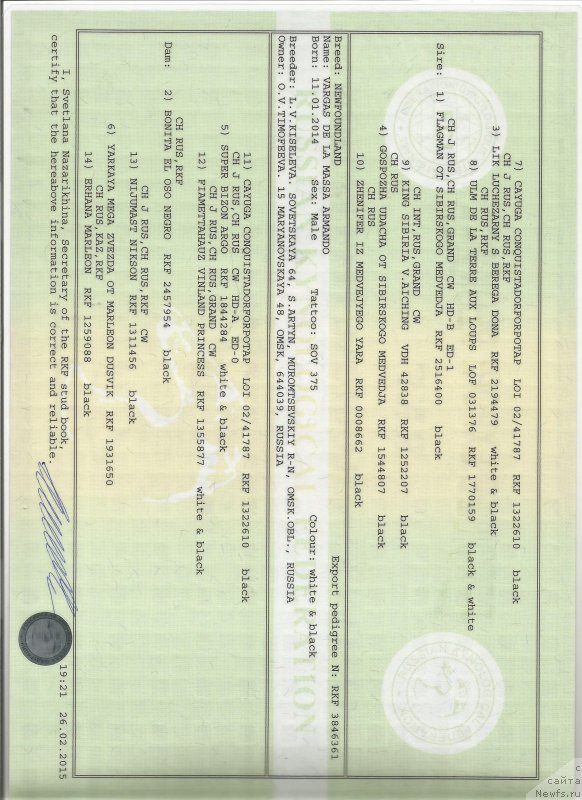 Фото: ньюфаундленд Vargas de la Massa Armando (Варгас Де Ла Масса Армандо)