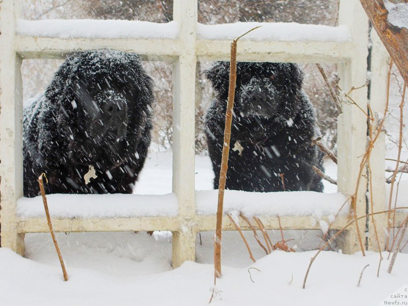 Фото: ньюфаундленд Sent Djons Ulla for Kara Ayular (Сент Джонс Улла для Кара Аюлар), ньюфаундленд Jenev'ev Garni Ledyen (Женевьев Гарни Ледэн)