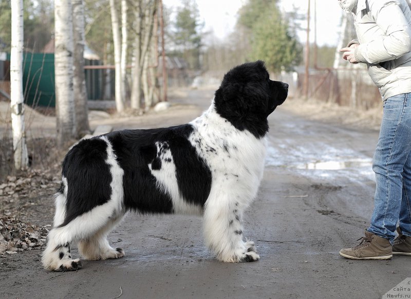 Фото: ньюфаундленд Piternyuf Prodigy (Питерньюф Продижи)