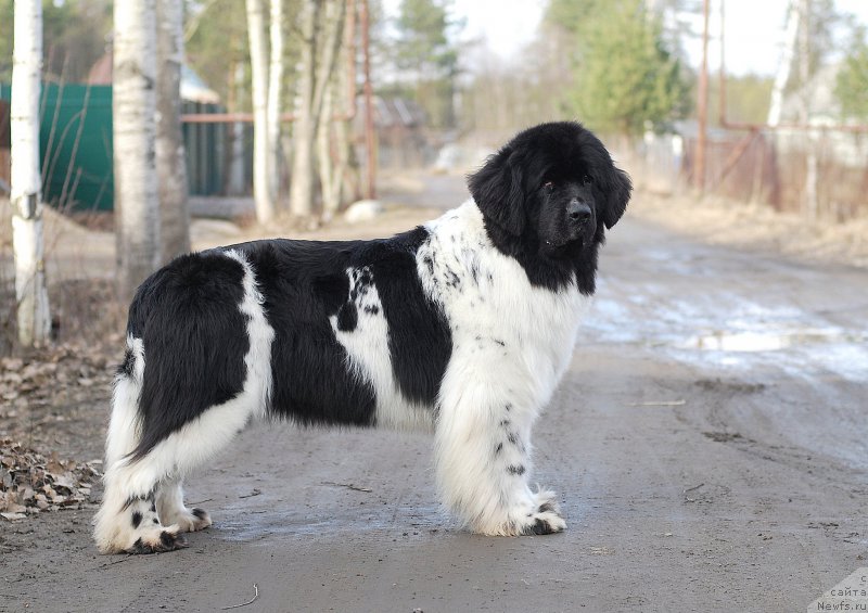 Фото: ньюфаундленд Piternyuf Prodigy (Питерньюф Продижи)