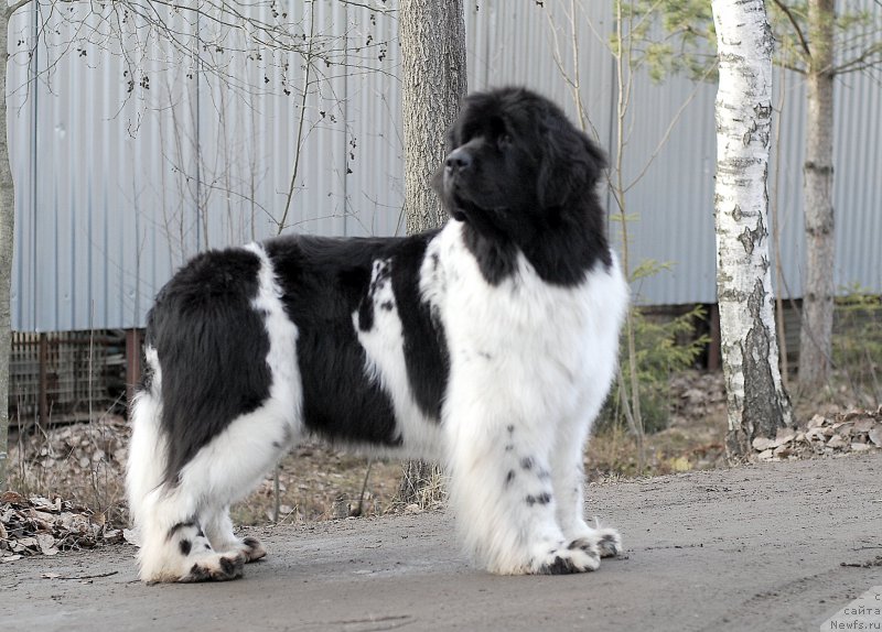 Фото: ньюфаундленд Piternyuf Prodigy (Питерньюф Продижи)