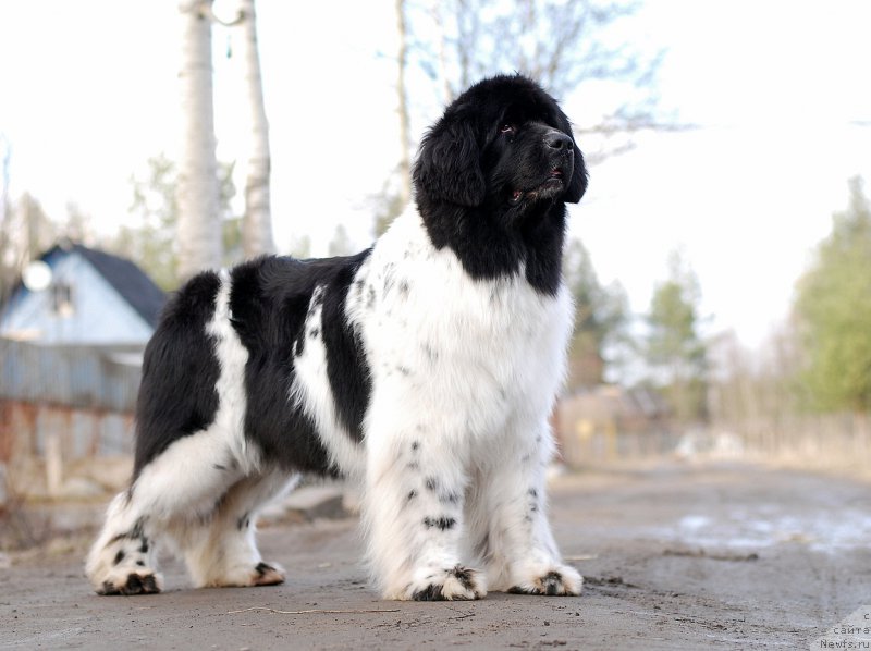 Фото: ньюфаундленд Piternyuf Prodigy (Питерньюф Продижи)