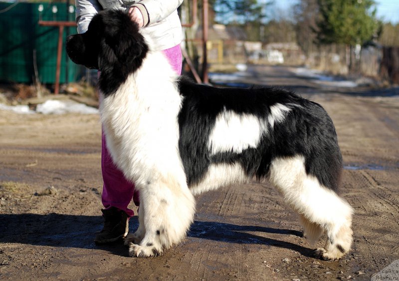 Фото: ньюфаундленд Fluffy Avalanche Centner (Флюфи Аваланч Центнер)