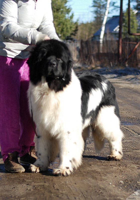 Фото: ньюфаундленд Fluffy Avalanche Centner (Флюфи Аваланч Центнер)