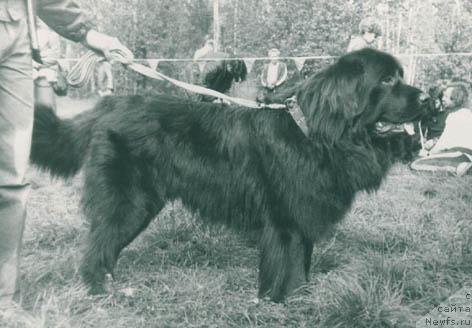 Фото: ньюфаундленд Garzan Vel'kam (Гарзан Велькам)