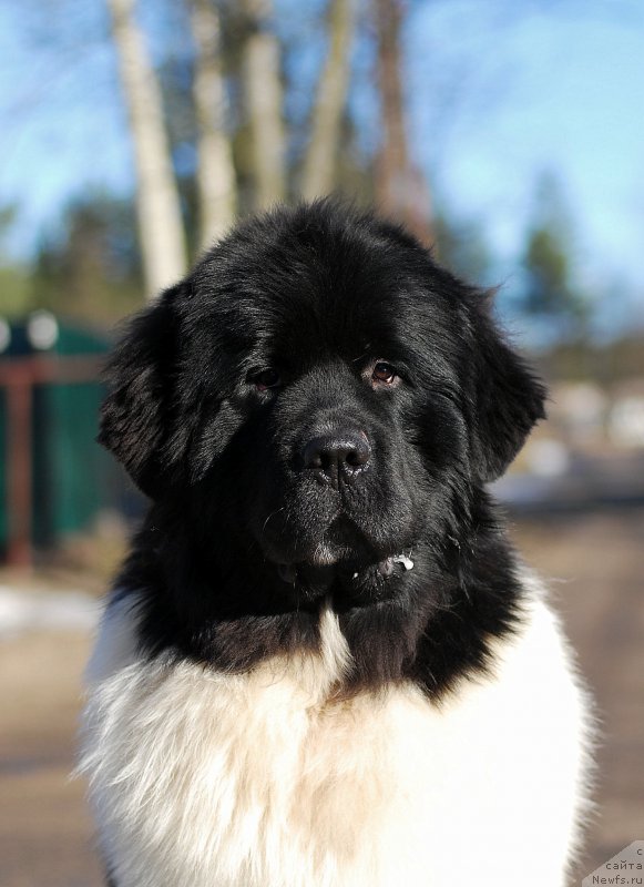 Фото: ньюфаундленд Fluffy Avalanche Centner (Флюфи Аваланч Центнер)