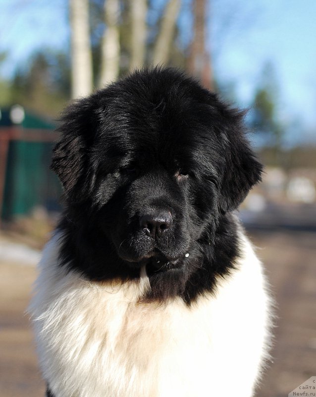 Фото: ньюфаундленд Fluffy Avalanche Centner (Флюфи Аваланч Центнер)