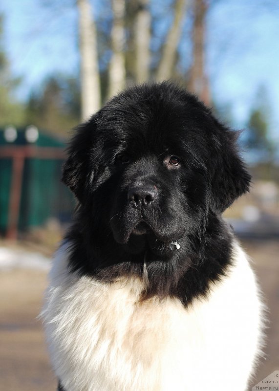 Фото: ньюфаундленд Fluffy Avalanche Centner (Флюфи Аваланч Центнер)