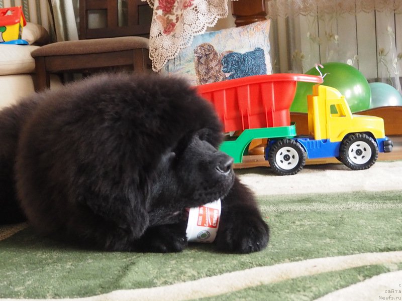 Фото: ньюфаундленд N'yufort Aston Martin dlya S'Nejnoy V'yugi (Ньюфорт Астон Мартин для С'Нежной Вьюги)