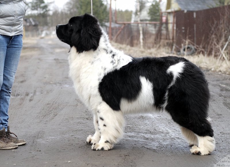 Фото: ньюфаундленд Fluffy Avalanche Cunami (Флюфи Аваланч Цунами)