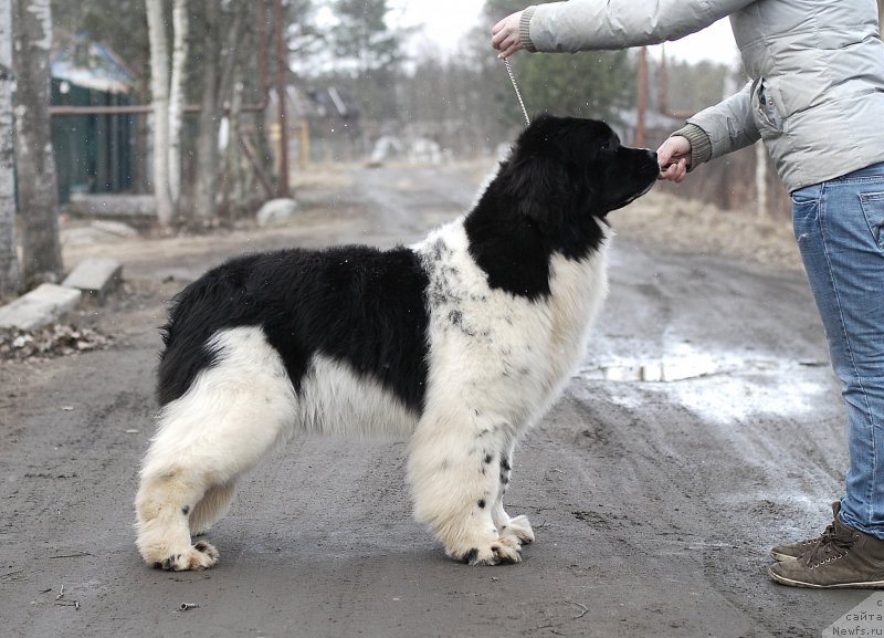 Фото: ньюфаундленд Fluffy Avalanche Cunami (Флюфи Аваланч Цунами)
