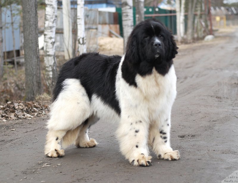 Фото: ньюфаундленд Fluffy Avalanche Cunami (Флюфи Аваланч Цунами)