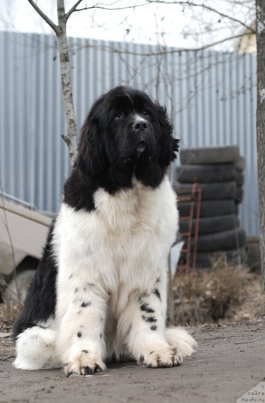 Фото: ньюфаундленд Fluffy Avalanche Cunami (Флюфи Аваланч Цунами)