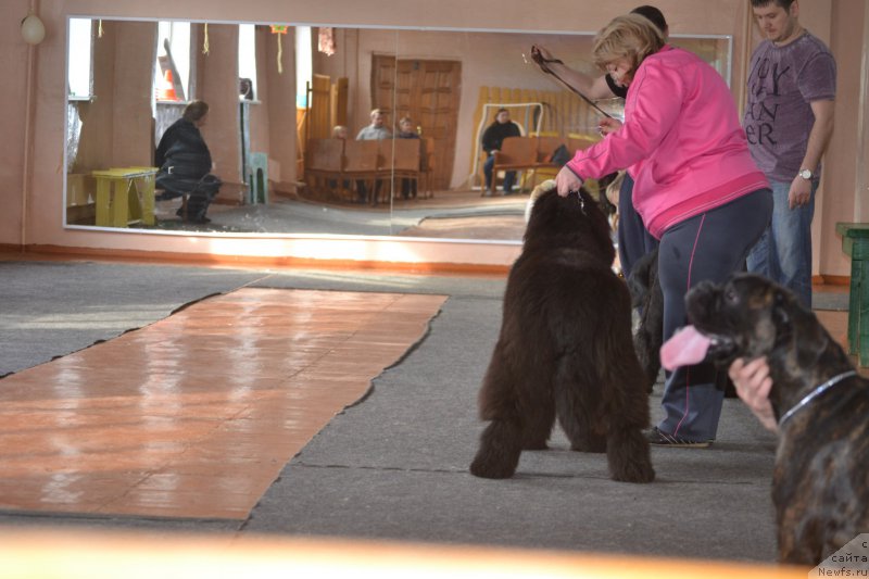 Фото: ньюфаундленд Mnogolikaya Boginya Manifik (Многоликая Богиня Манифик)