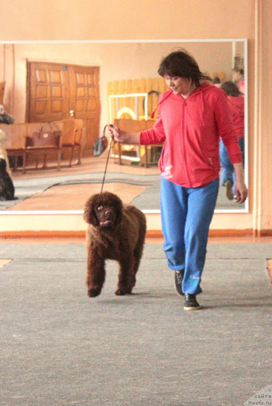 Фото: ньюфаундленд Naomi Tagoliri for Brouwnblood (Наоми Таголири фор Браунблад)