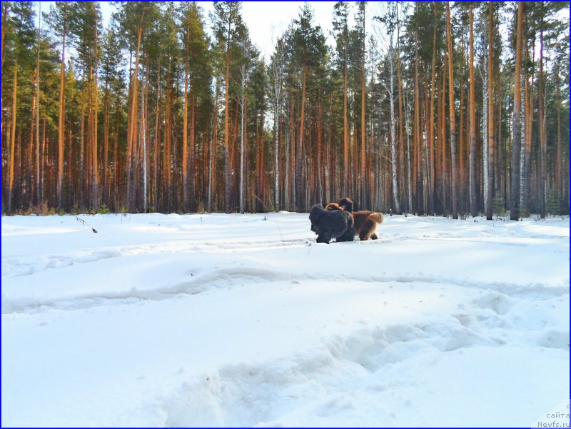 Фото: ньюфаундленд Brownblood MSK Hakim Gold Haydar (Браунблад МСК Хаким Голд Хайдар), ньюфаундленд N'yufort Taym's Gold Aleksa (Ньюфорт Тайм'с Голд Алекса)
