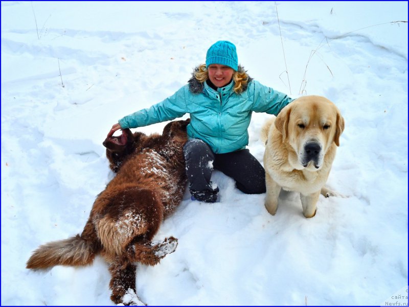 Фото: ньюфаундленд Brownblood MSK Hakim Gold Haydar (Браунблад МСК Хаким Голд Хайдар), Lena Zyirina (Лена Зырина), ФРАНКО