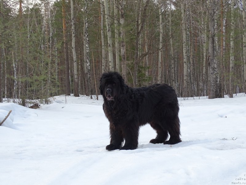 Фото: ньюфаундленд Akin Soul Sofiya (Акин Соул София)